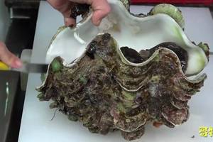 巨型蛤蜊生鱼片-日本特色美食