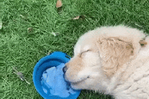 小狗子玩到没电,却还是不忘要喝水,这喝水的姿势笑喷了!