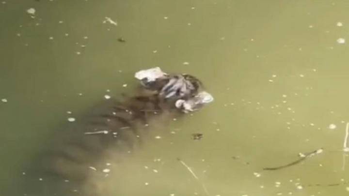 上海动物园一只幼虎被淹死,你怎么看?