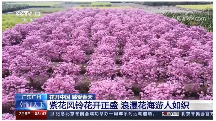 广东广州紫花风铃花开正盛,你想去看看吗?