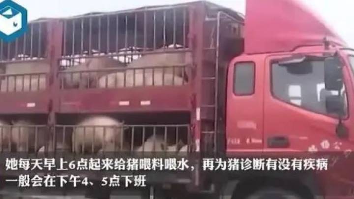 24岁高颜值女大学毕业生养猪,年薪10万元,你支持吗?