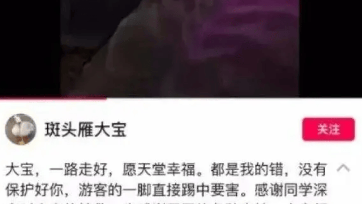 网红大雁被游客踢死,你认为该游客是故意的吗?