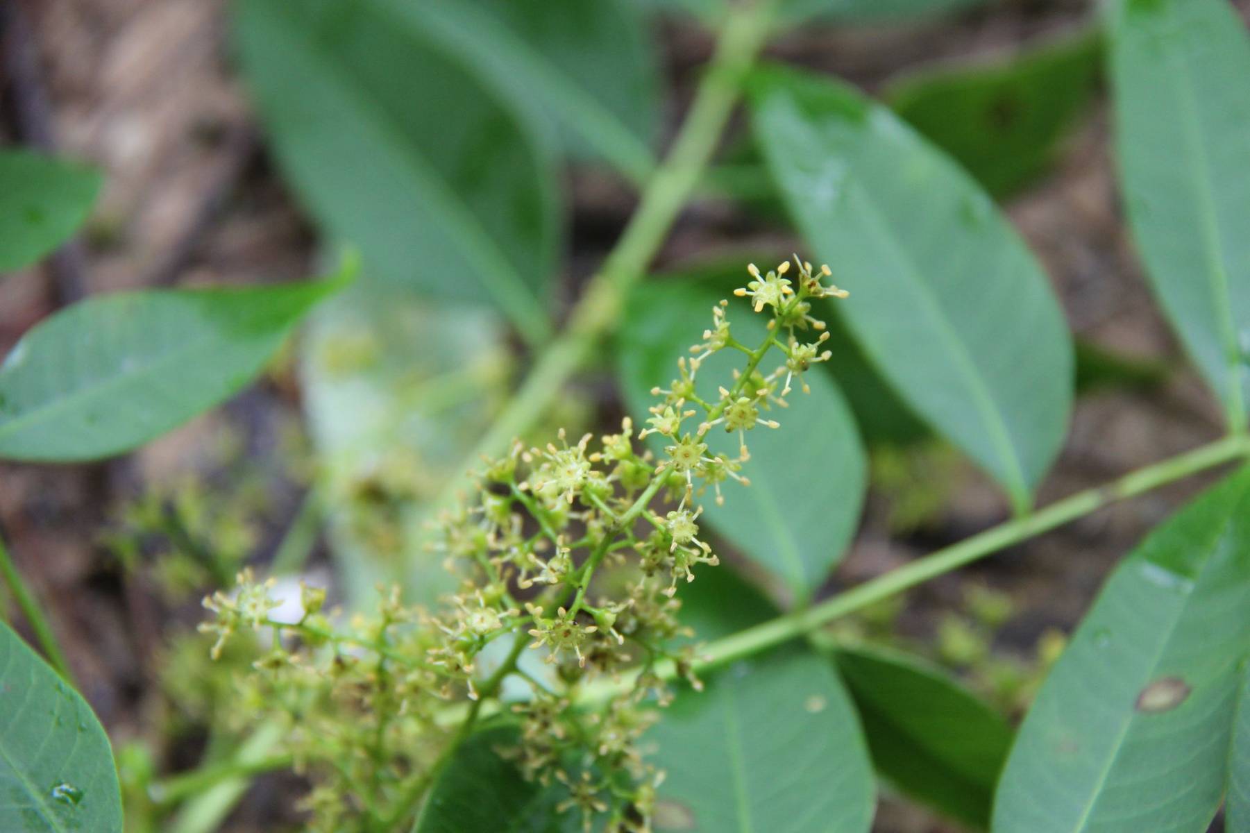 庆元植物1220-漆树科-漆属-野漆