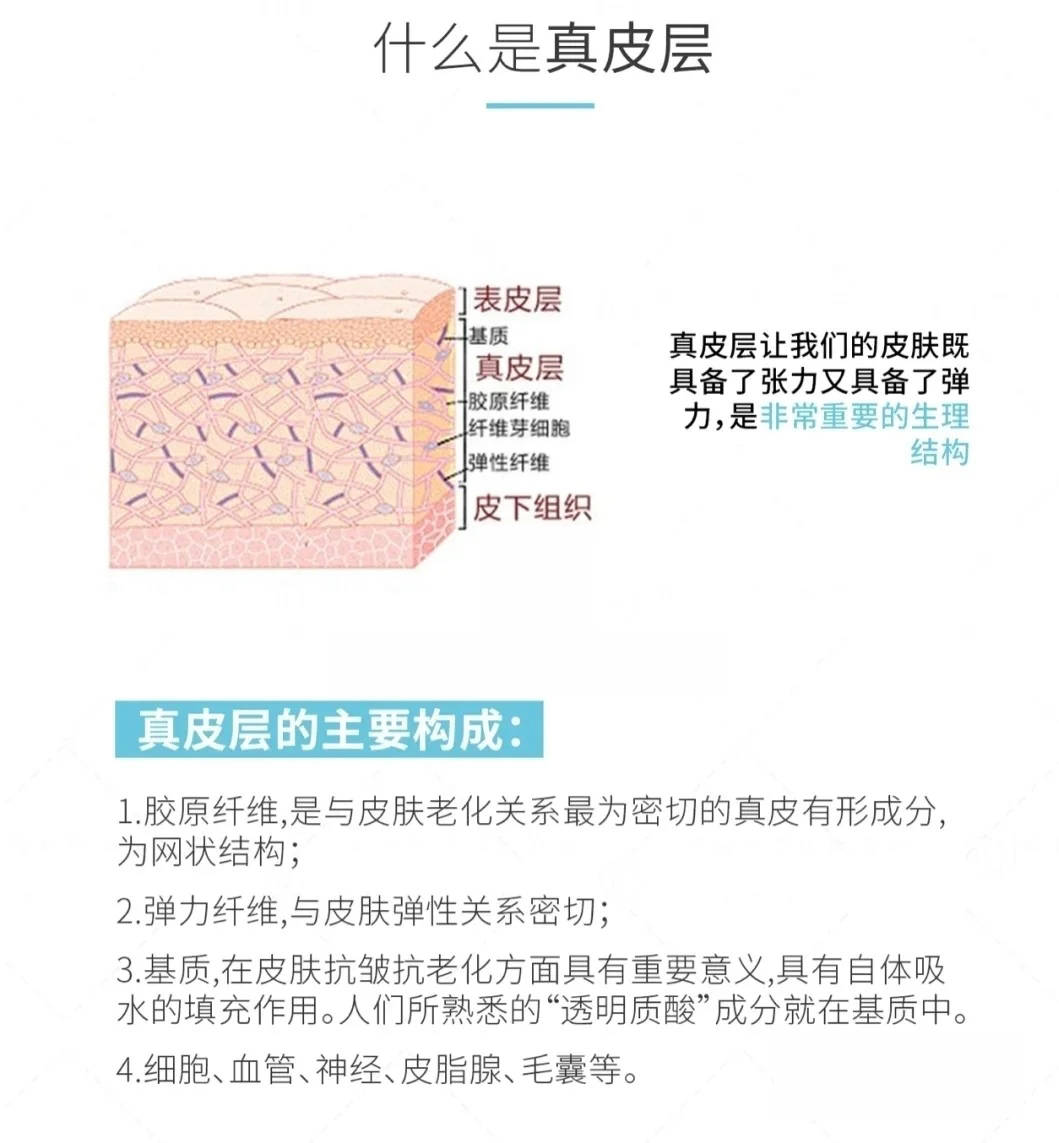 [真皮层的主要构成]( 1 )胶原纤维:是与皮肤老化关系最为密切的真皮有