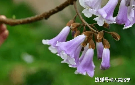 河南洛宁马彩苗诗歌—梧桐花开