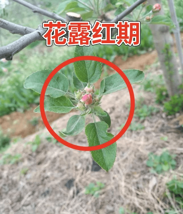 果树花露红期