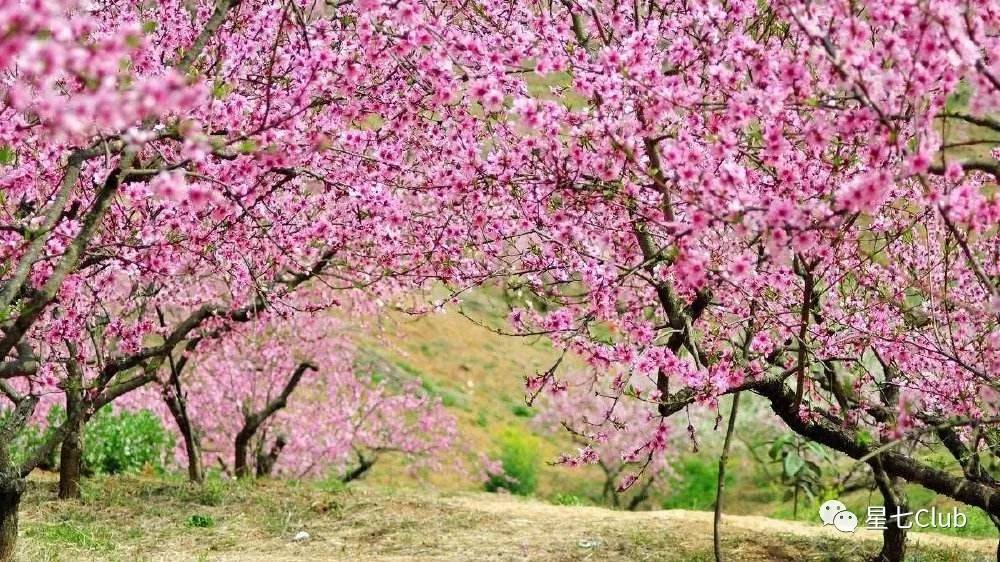 平谷桃花节 | 邂逅三生三世20万亩桃林花海