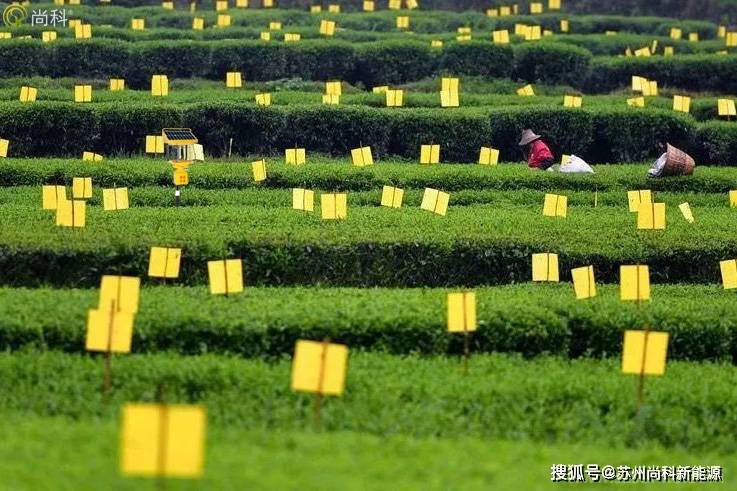 太阳能杀虫灯黄板矗立生态茶园中