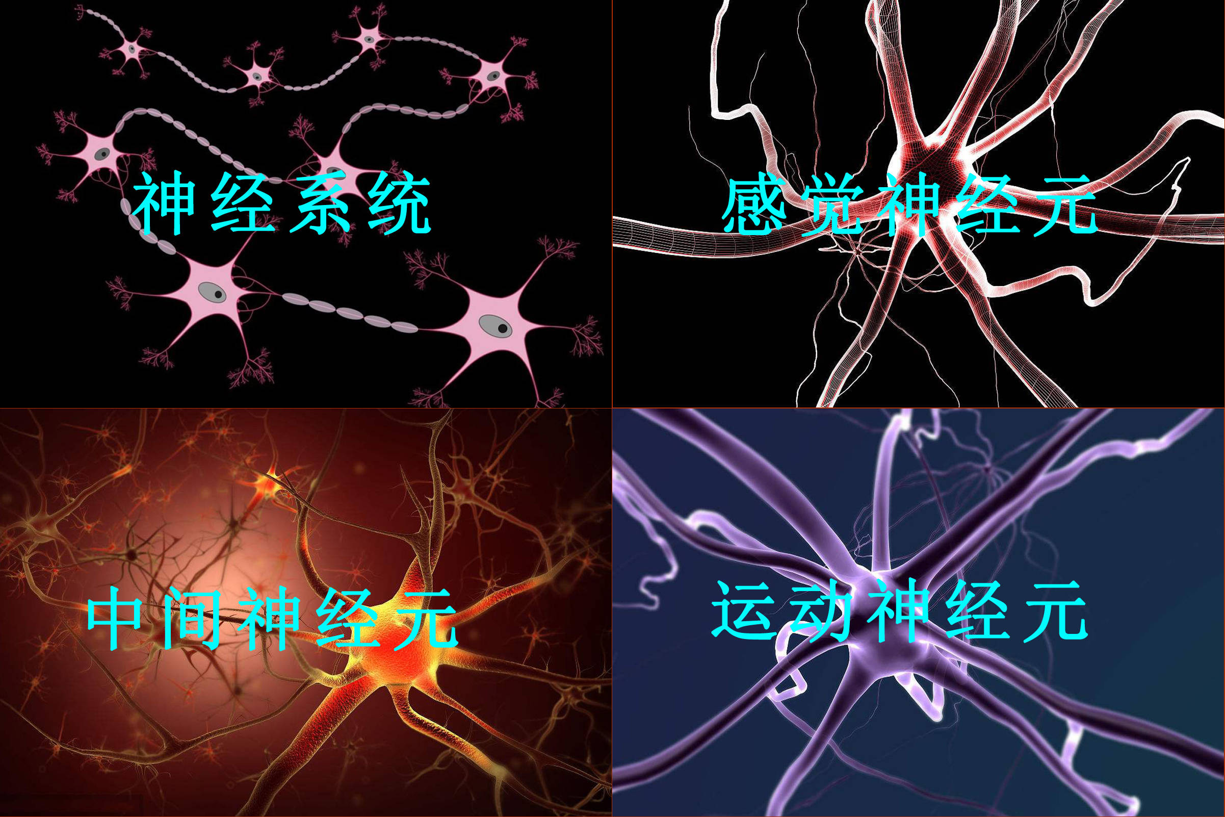 感觉神经元:由感觉器→树突→细胞体→轴突→中枢神经系统;运动神经元