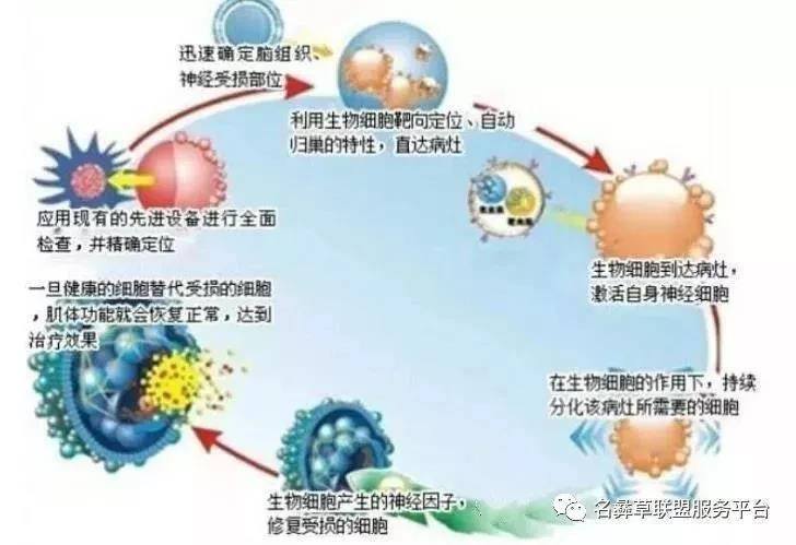 衰老是一种疾病,人的生命历程,也就是自由基氧化的危害在细胞中不断