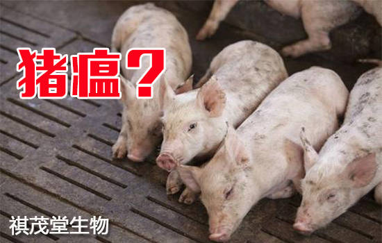 得了猪瘟非瘟的症状图片,猪瘟的症状有哪些?猪瘟怎么治?