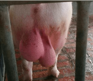 夏季猪场高发病—猪流行性乙型脑炎症状是什么?如何预防?