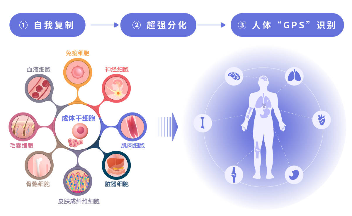 jpstemcell|日本干细胞-何为干细胞?它是再生医疗的核心关键