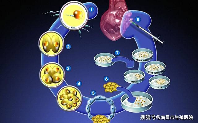 第ii代试管婴儿技术(icsi)来补救