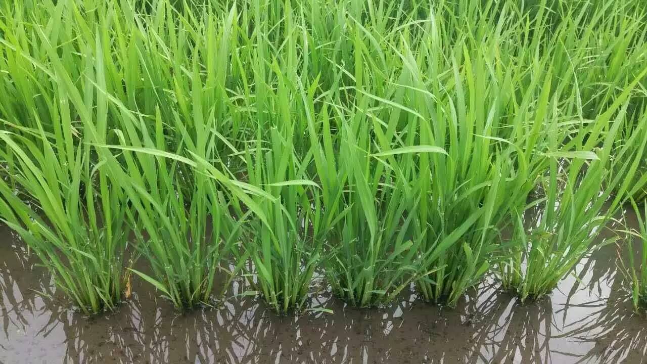 稻田杂草
