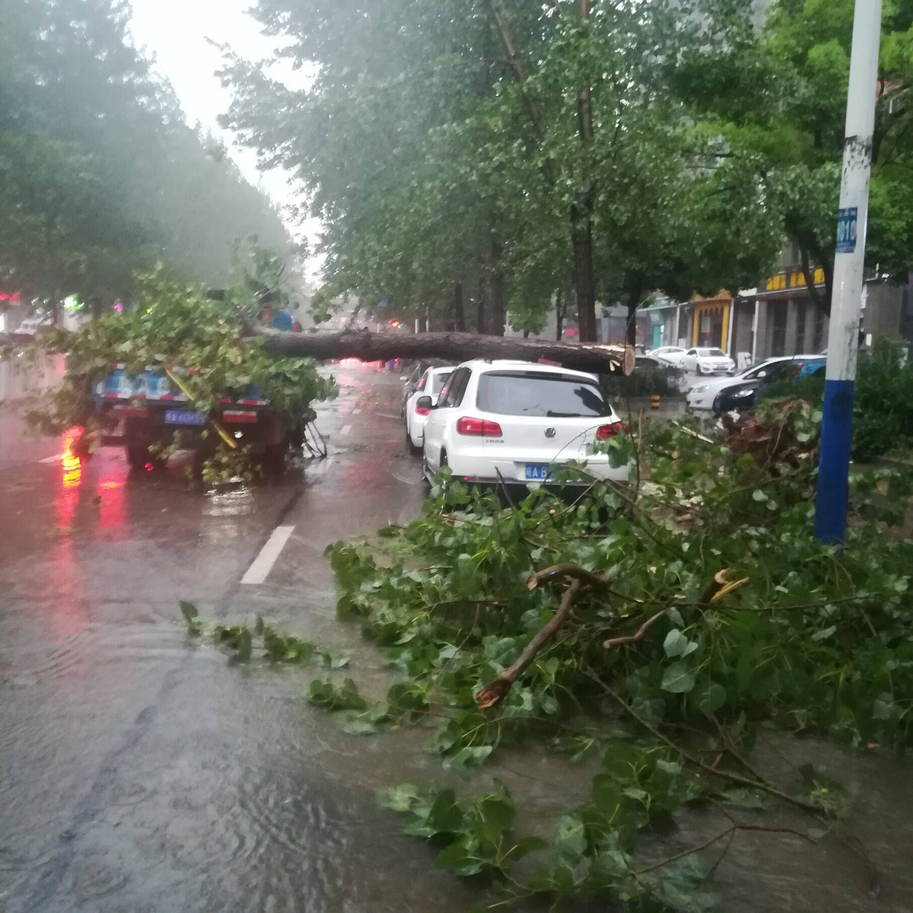 济南夏季大风大雨后的园林植物救治措施和树木灾后抢救技术