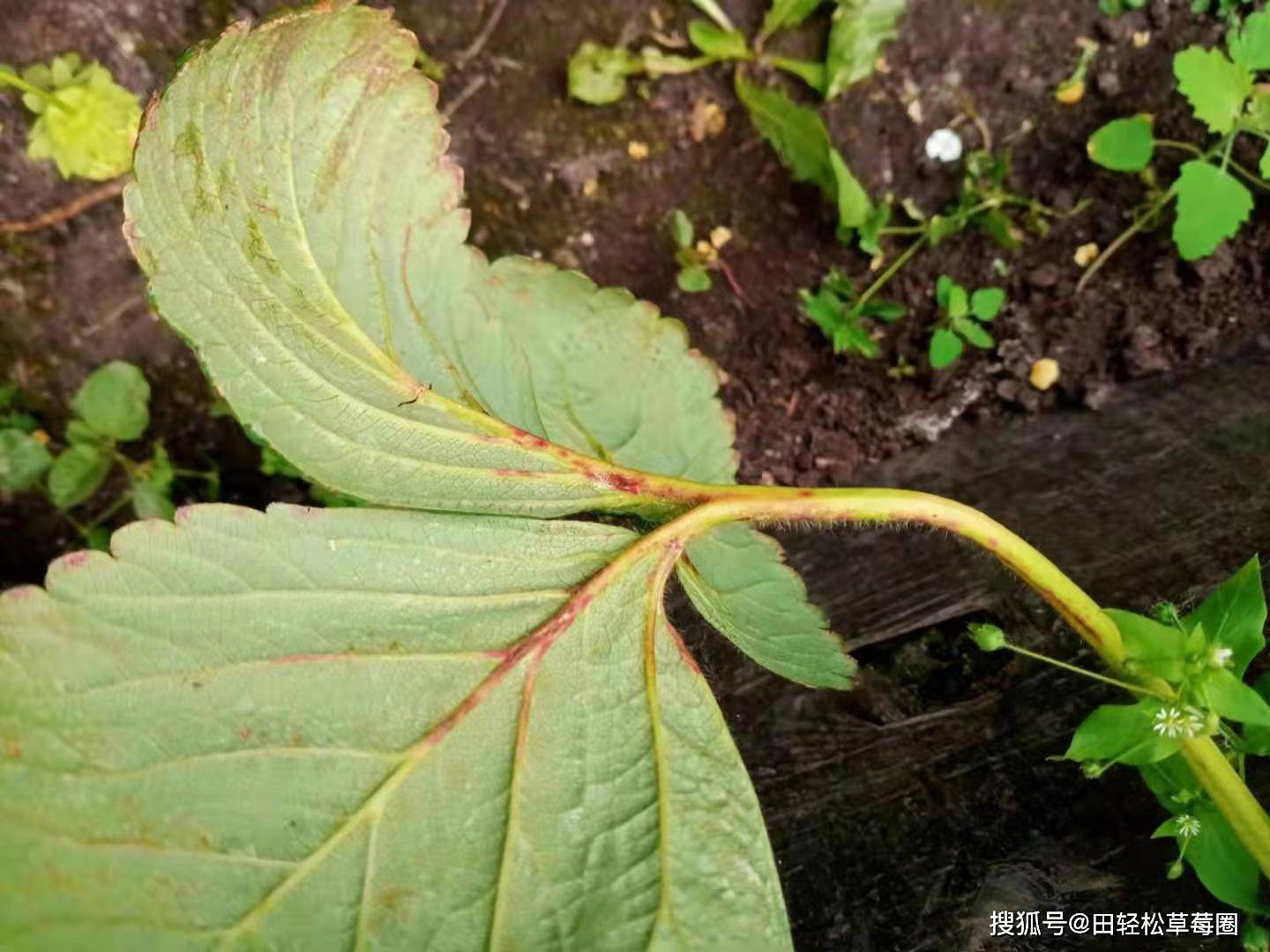 草莓得了炭疽病怎么办草莓炭疽病有哪些病症如何预防