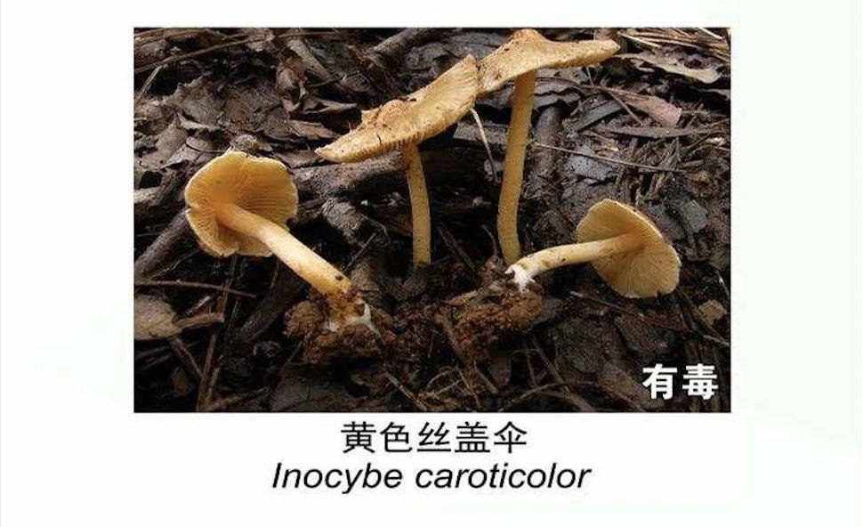 云南有多少有毒野生菌类?戳图了解