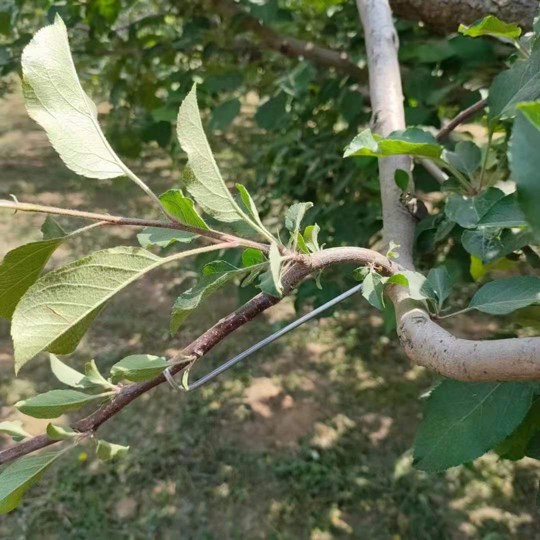 果树拉枝器开角器a使用果树拉枝器开角器真的很方便吗