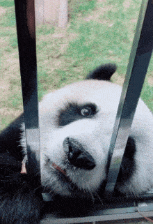 原创搞笑gif趣图:我把小姨子介绍给我表弟了,前几天他俩结的婚!