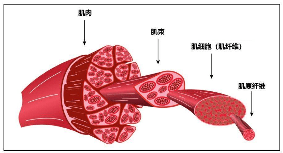 东京奥运夺冠的背后是不为人知的付出hmb加速损伤肌肉恢复