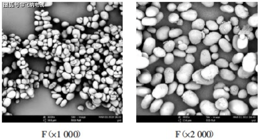 扫描电镜带你认识小可爱的淀粉颗粒们