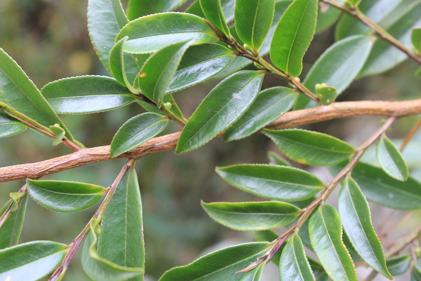 庆元植物1429-山茶科(现五列木科-柃木属-翅柃