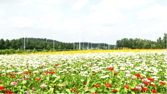 发现莲花山——来长春莲花山 免费游花海