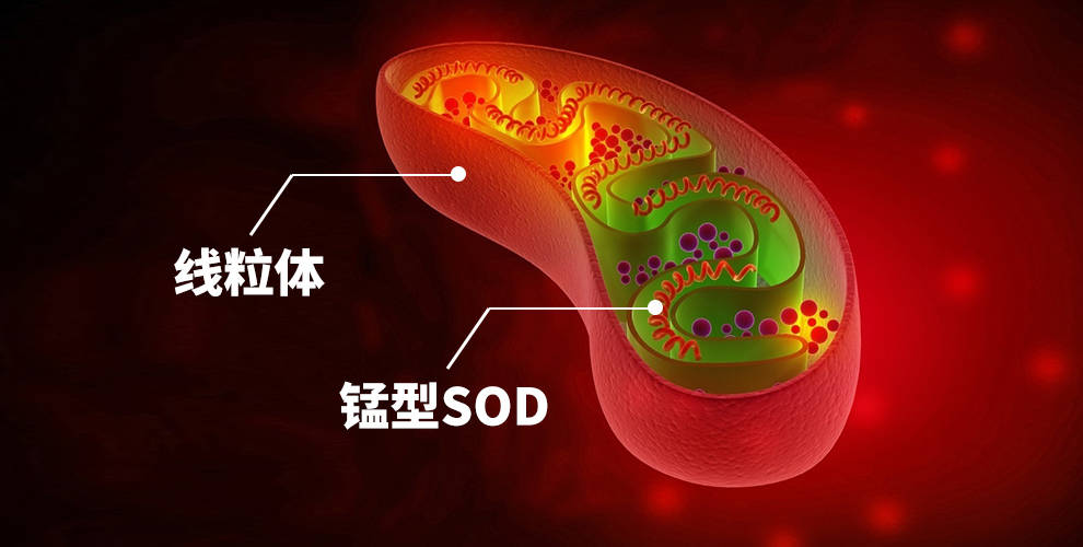 里蕴含的超氧化物歧化酶是以氧自由基为底物,靶向清除自由基的活性酶