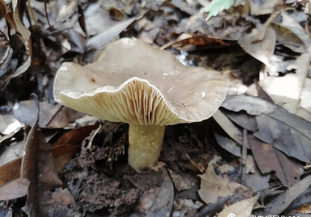 广东祖孙3人食用毒蘑菇致死 这些野生菌千万别碰!