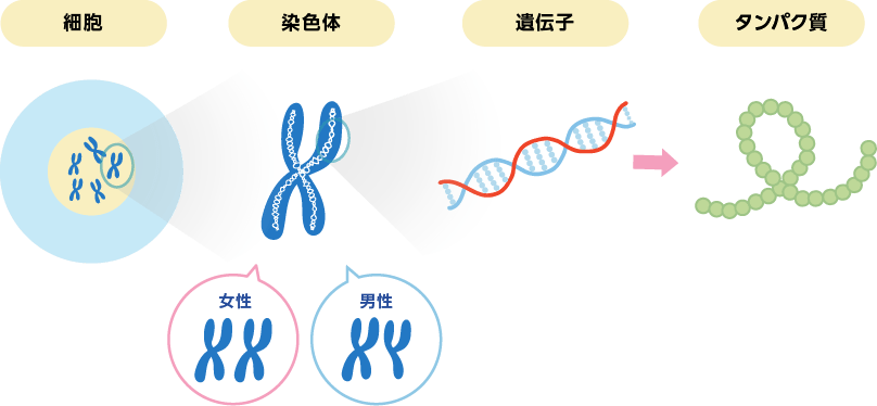 一个细胞的细胞核内有一条染色体(基因),其中含有遗传信息,称为生命