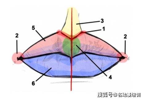 嘴巴与鼻子的皮肤,要是晕过去了,可以掐这个地方,可以刺激大脑神经元