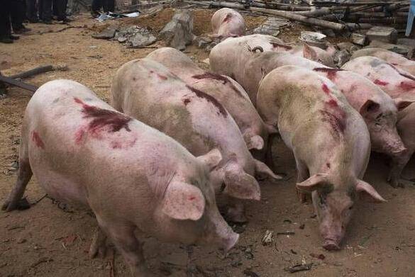 非洲猪瘟的症状:猪不吃食,体温达41℃,非洲猪瘟发病前期症状