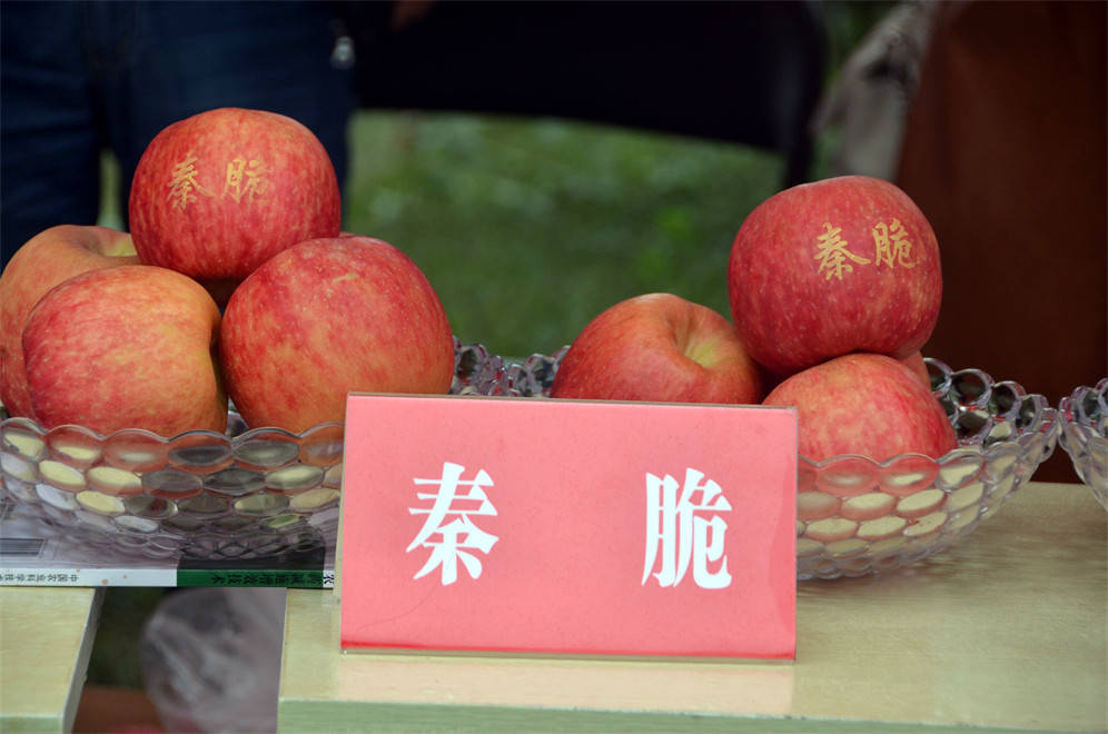 乾县举行"庆祝2021年中国农民丰收节暨秦脆苹果品鉴活动"启动仪式