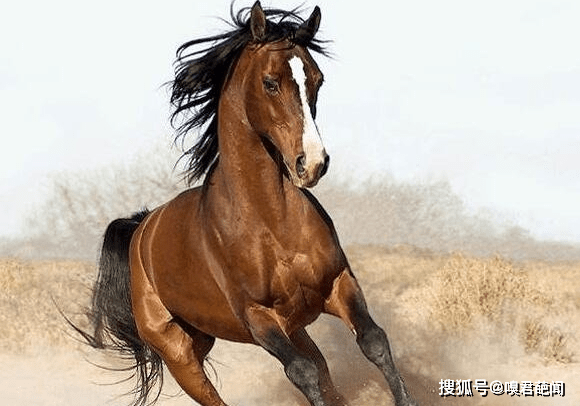 汗血宝马就是阿哈尔捷金马,汗血宝马多少钱一匹(图片)