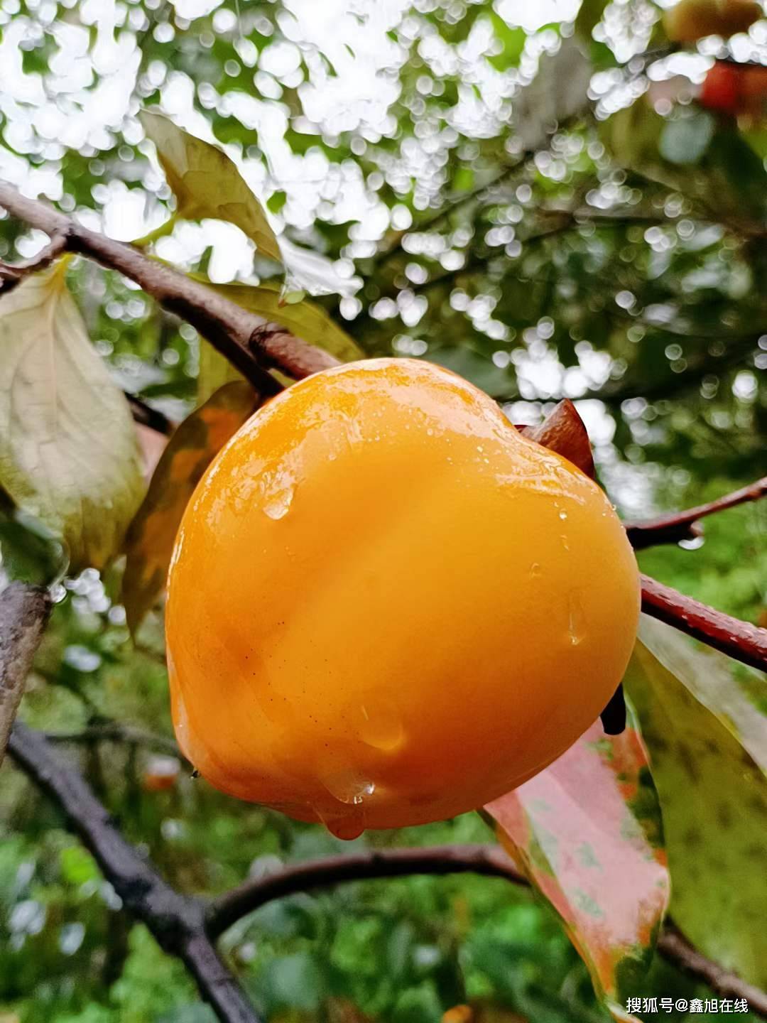 中间还有条纹路,这是最直观的区别;客观区别就是,富平尖柿是致富产业