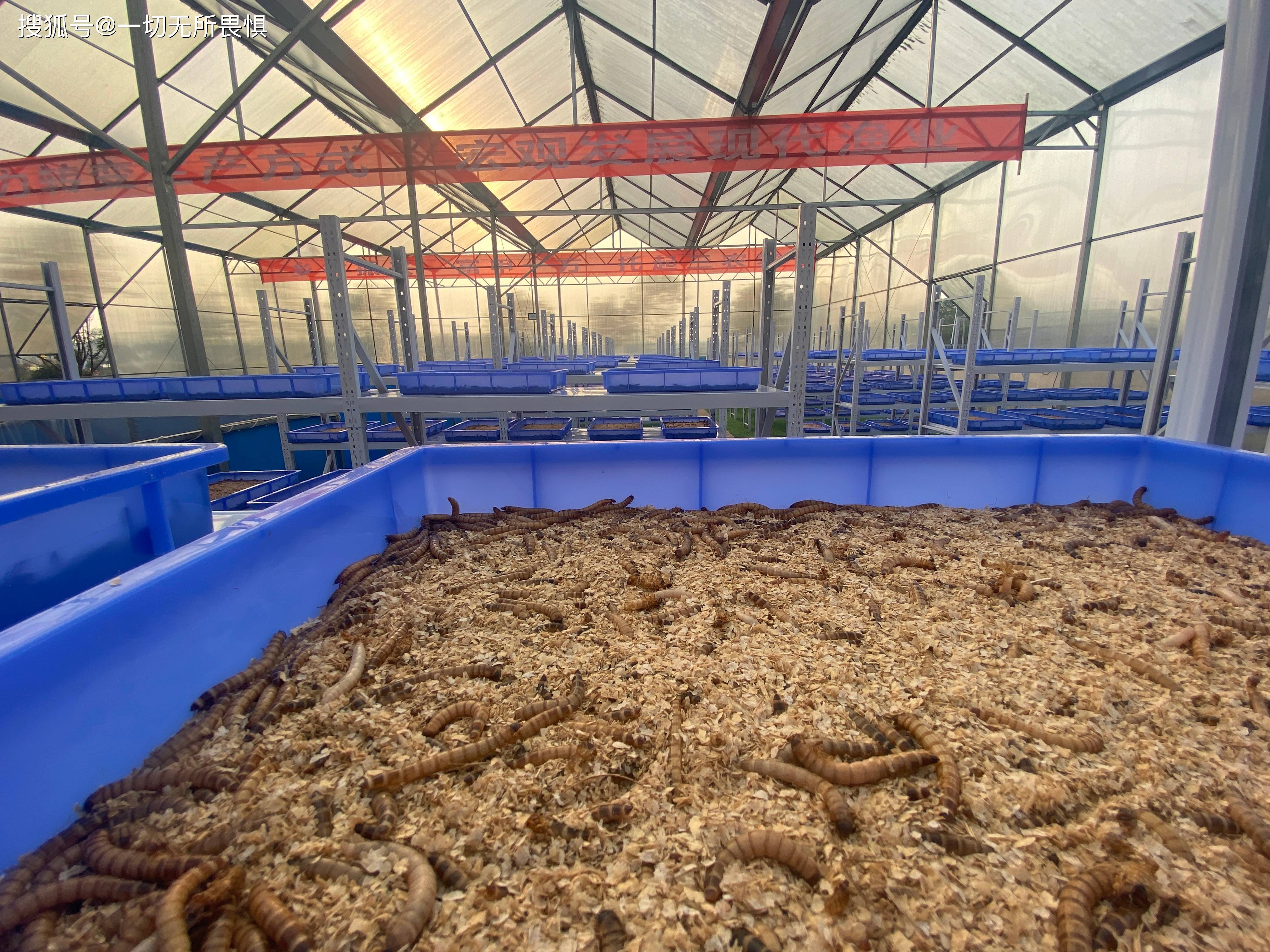 湖南农泽旺农业科技有限公司蛋白虫养殖掀起农业养殖新风口