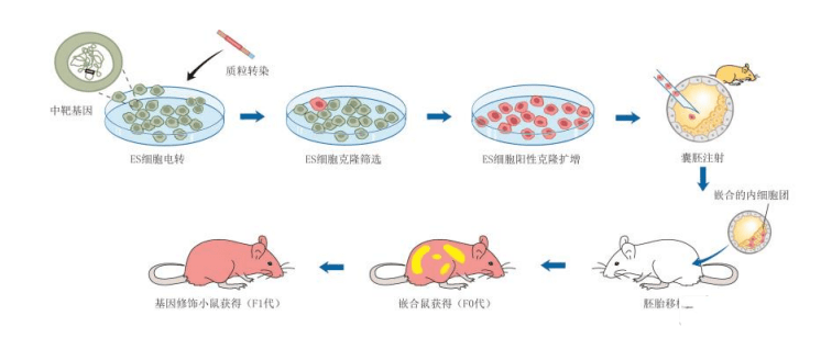 基因编辑技术动物实验胚胎移植-飞凡检测_进行_细胞_过程