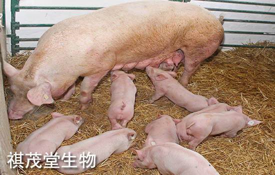 母猪发生便秘的原因,危害及防治措施,母猪保肝护肾的方法和中药配方有
