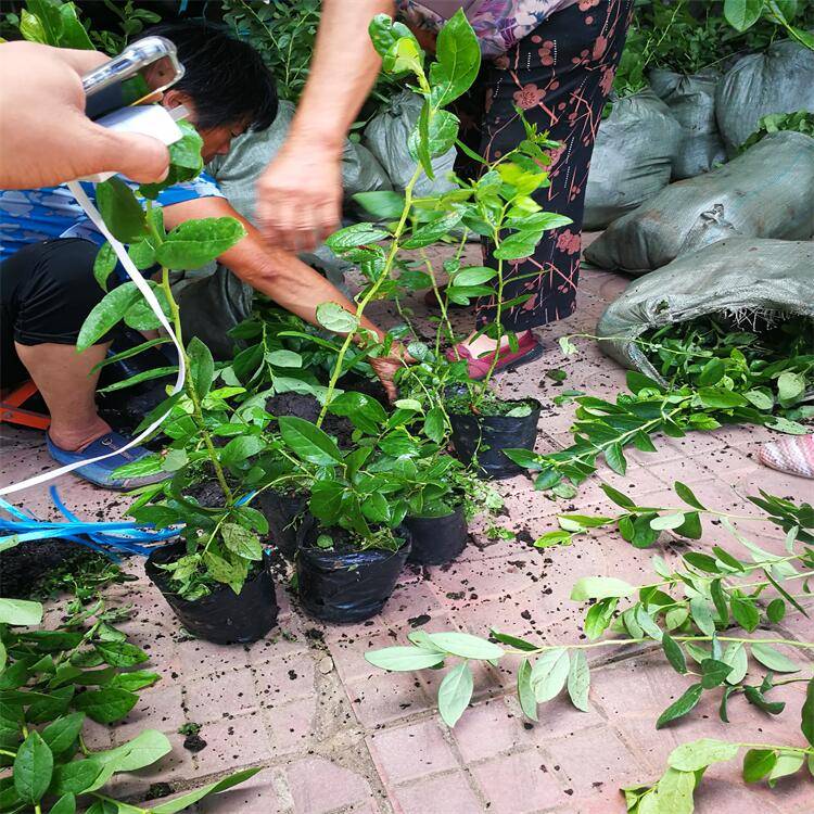 2022年1年生地栽l蓝莓苗价格栽植l蓝莓苗的注意事项