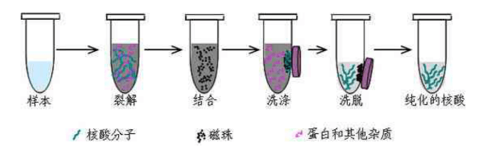 磁珠法将纯化介质包被在纳米级的磁珠表面,通过介质对dna的吸附,在外