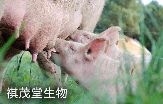 如何提高母猪产仔存活率?提高小仔猪存活率的中药_产道_进行_子宫