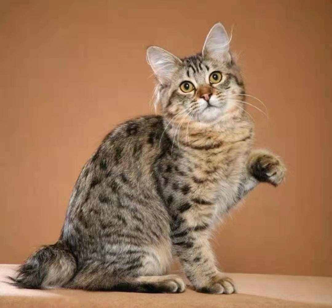 推荐朋友们饲养的猫咪品种十三 (千岛短尾猫和拉波猫）