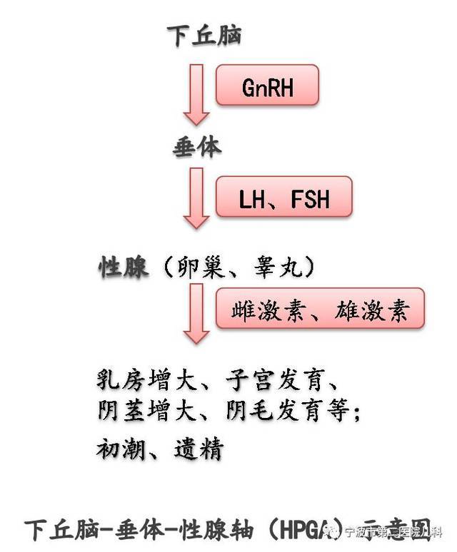 预防性早熟 安康长高高