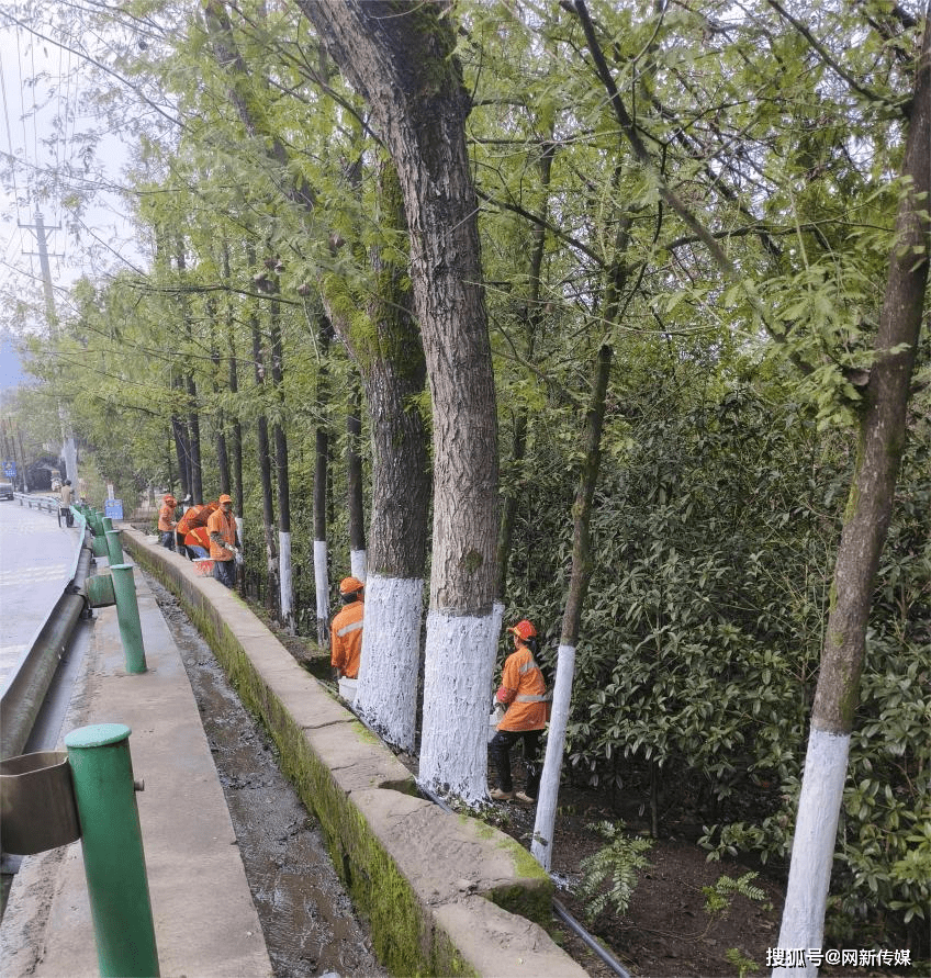 恩阳区交通运输局：树木穿上“白秋裤” 绿化养护正行动