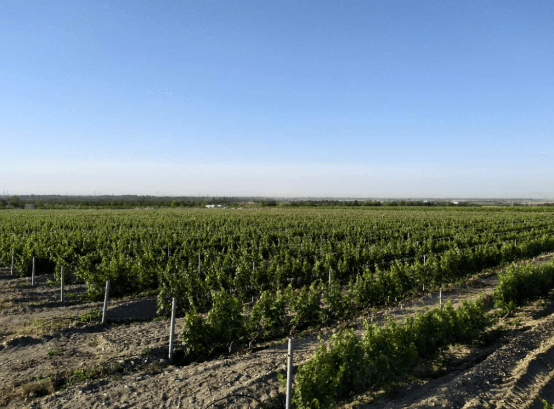 最适合种植酿酒葡萄和生产高端葡萄酒的黄金地带之一,宁夏贺兰山东麓