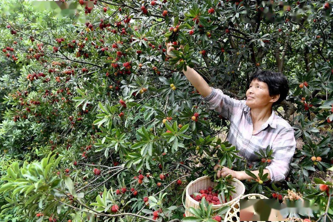 上虞这些地方,杨梅采摘基地来了!是你家附近吗