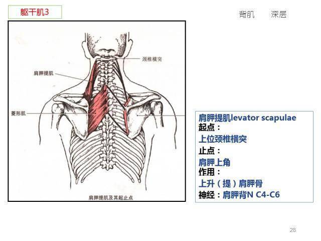 功能解剖:骨骼肌背诵手册(2020修改版)