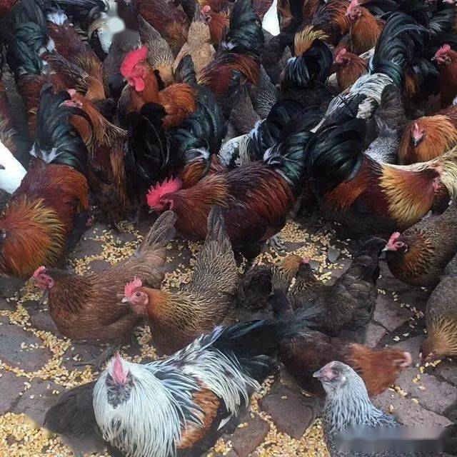 达到即使采用农家饲料也可以养殖出漂亮健康的家禽