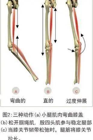 当脚固定并承受重量时,腘绳肌将大腿向后拉,使臀部伸展并向前推动.